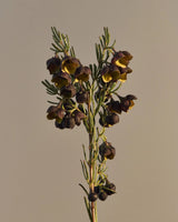 Boronia Hand Wash 500ml