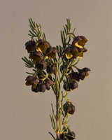 Boronia Hand Duo | Small
