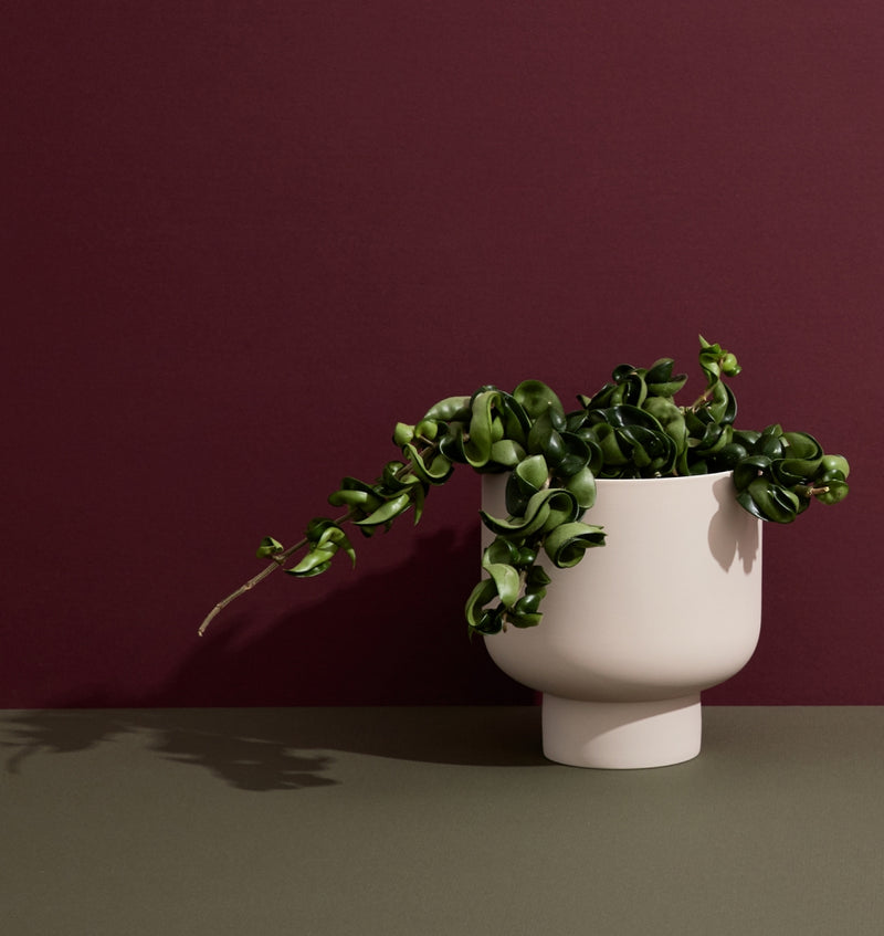 Sand Fergus Planter - Medium